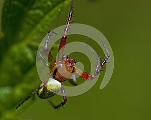 Cucumber green spider, Araniella cucurbittina male