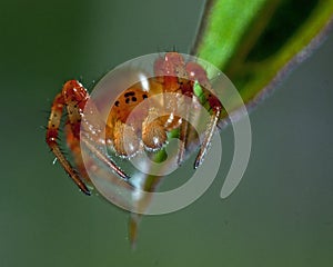 Cucumber green spider, Araniella displicata male
