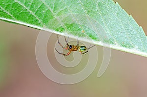Cucumber green spider waiting a prey on green leaf