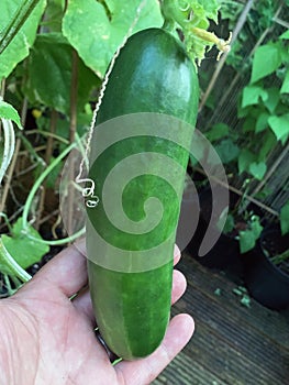 Cucumber growing