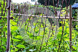 Cucumber growing