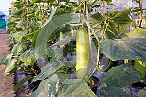 Cucumber growing in garden