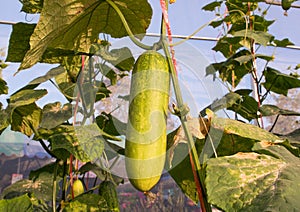 Cucumber growing in garden