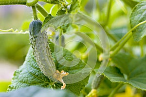 Cucumber growing in garden photo