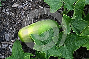 Cucumber Growing in Garden photo