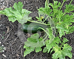 Cucumber Growing in Garden photo