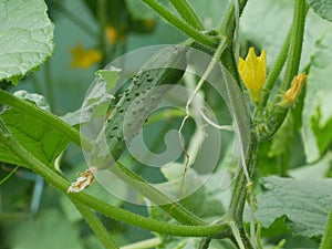 Cucumber growing in greenhouse