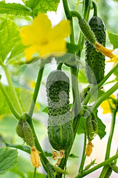 Cucumber growing on the plant and bright new yellow flower