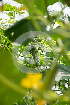 Cucumber growing on the plant and bright new yellow flower