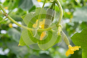 Cucumber growing on the plant and bright new yellow flower