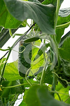 Cucumber growing on the plant and bright new yellow flower