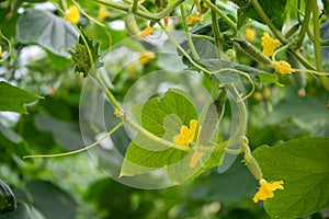 Cucumber growing on the plant and bright new yellow flower