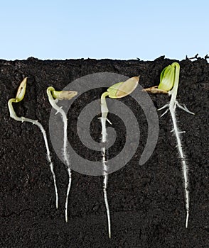 Cucumber growing seeds under ground