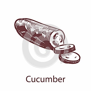 Cucumber hand drawn icon. Hand drawn vegetable in old style, sketch cooking ingredient, detailed organic product for