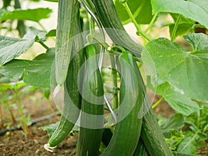 Cucumber harvest english Cucumis sativus seedless bio green vegetable farmer farming greenhouse folio European fresh