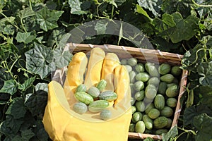 Cucumber harvest