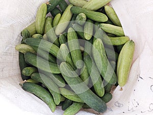 Cucumber harvest with good quality harves photo