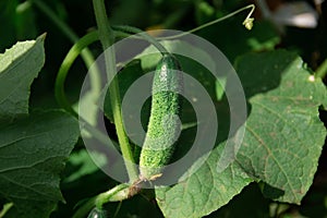 Cucumber harvest in a small domestic greenhouse