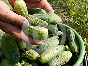 Cucumber harvesting