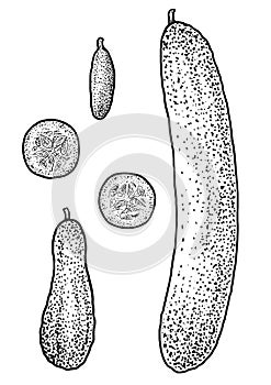 Cucumber illustration, drawing, engraving, ink, line art, vector