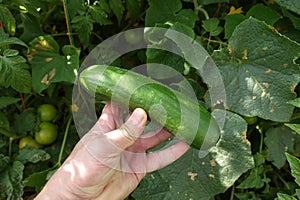 Cucumber is an indispensable vegetable for breakfast.Natural cucumber and breakfast