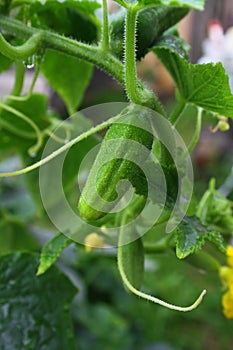 Cucumber in a kitchen garden
