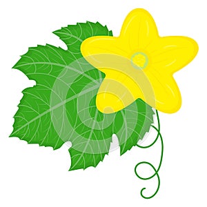 Cucumber or kiwano green leaf with yellow flower and cirrus isolated on white background. Cartoon style. Vector