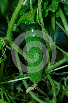 Cucumber Latin: Cucumis sativus in vegetable garden in the greenhouse close up. Soft selective focus. Vertical photo