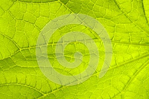 Cucumber leaf background close up. Abstract natural background.