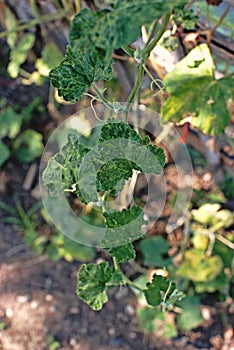 Cucumber leaf disorder effect to growth and yield