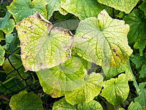 Cucumber leaf infected with downy mildew