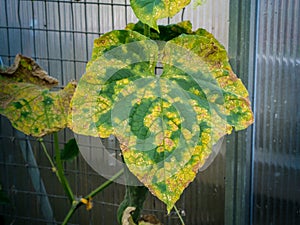 Cucumber leaf infected by downy mildew