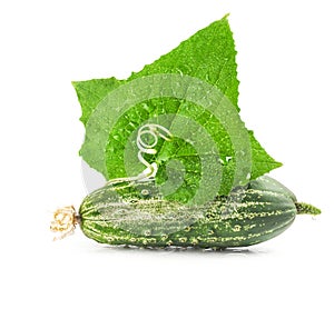 Cucumber and leaf with spiral tendril
