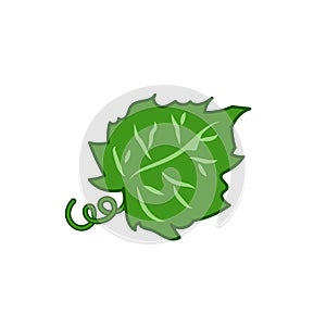 Cucumber leaf vector illustration