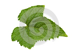 Cucumber leaf on white background