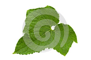 Cucumber leaf on white background