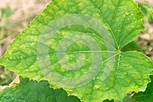 cucumber leaf with yellowish spots arising from lack of nutrition or unbalanced nutrition