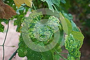 Cucumber leaves disorder and malformation, plant disease