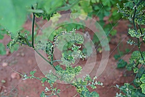 Cucumber leaves disorder and malformation, plant disease