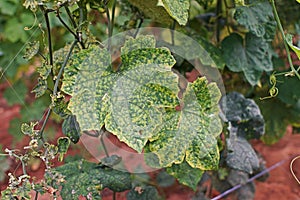 Cucumber leaves disorder and malformation, plant disease