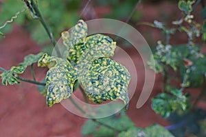 Cucumber leaves disorder and malformation, plant disease