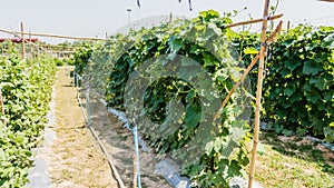 Cucumber leaves growing in garden.