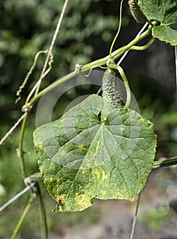 Cucumber leaves with late blight disease in the garden