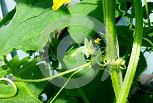 Cucumber leaves and tendrils, young vegetable plant. Close-up