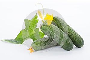 Cucumber with leaves