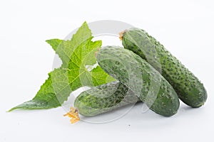 Cucumber with leaves