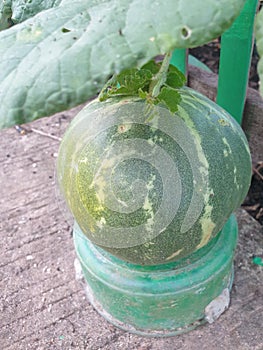 Cucumber or mentimun suri