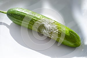 A cucumber with mold
