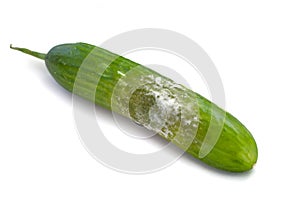 A cucumber with mold