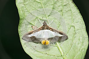 Cucumber moth or Diaphania indica, Satara, Maharashtra photo